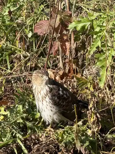 A bird of prey, likely a hawk or falcon, is camouflaged among green and brown foliage. It has a sharp, focused gaze and is…