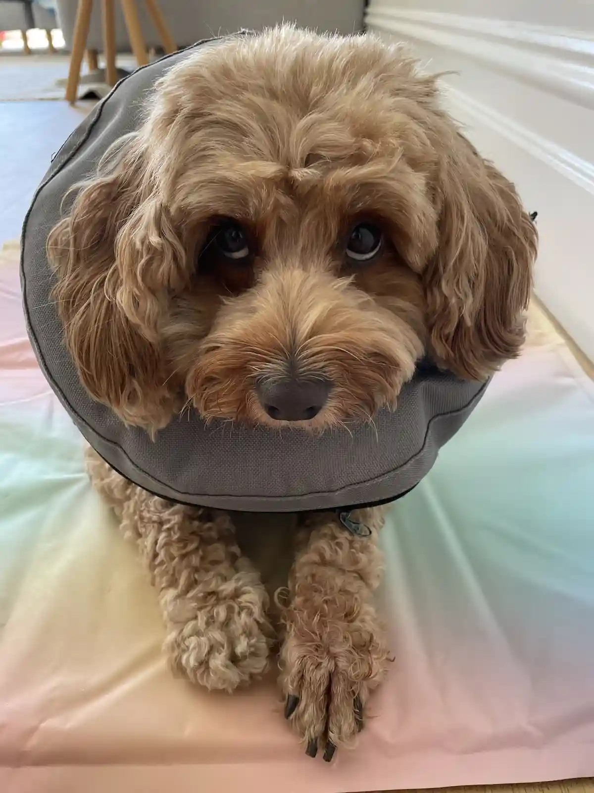 Not thrilled about the cone, but this poor pup can't stop licking his paw. Vet check pending, but he's on anti-itch meds.