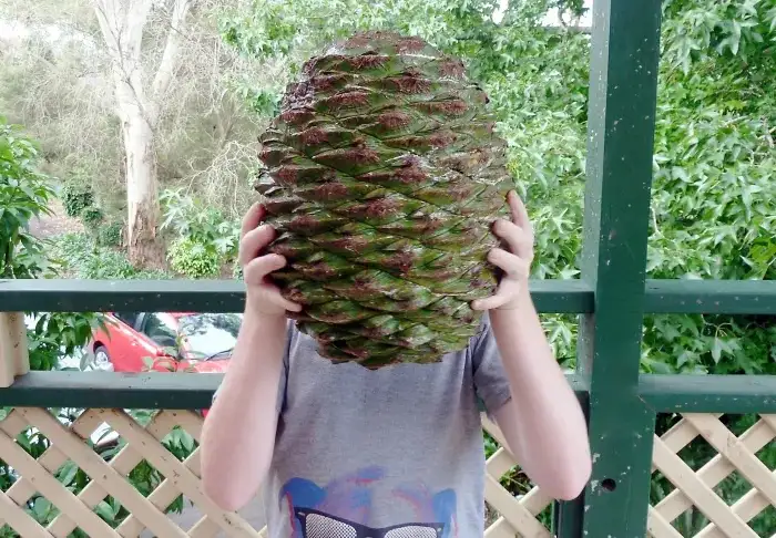 A person stands on a porch holding an enormous pinecone directly in front of their face, completely obscuring it. The…