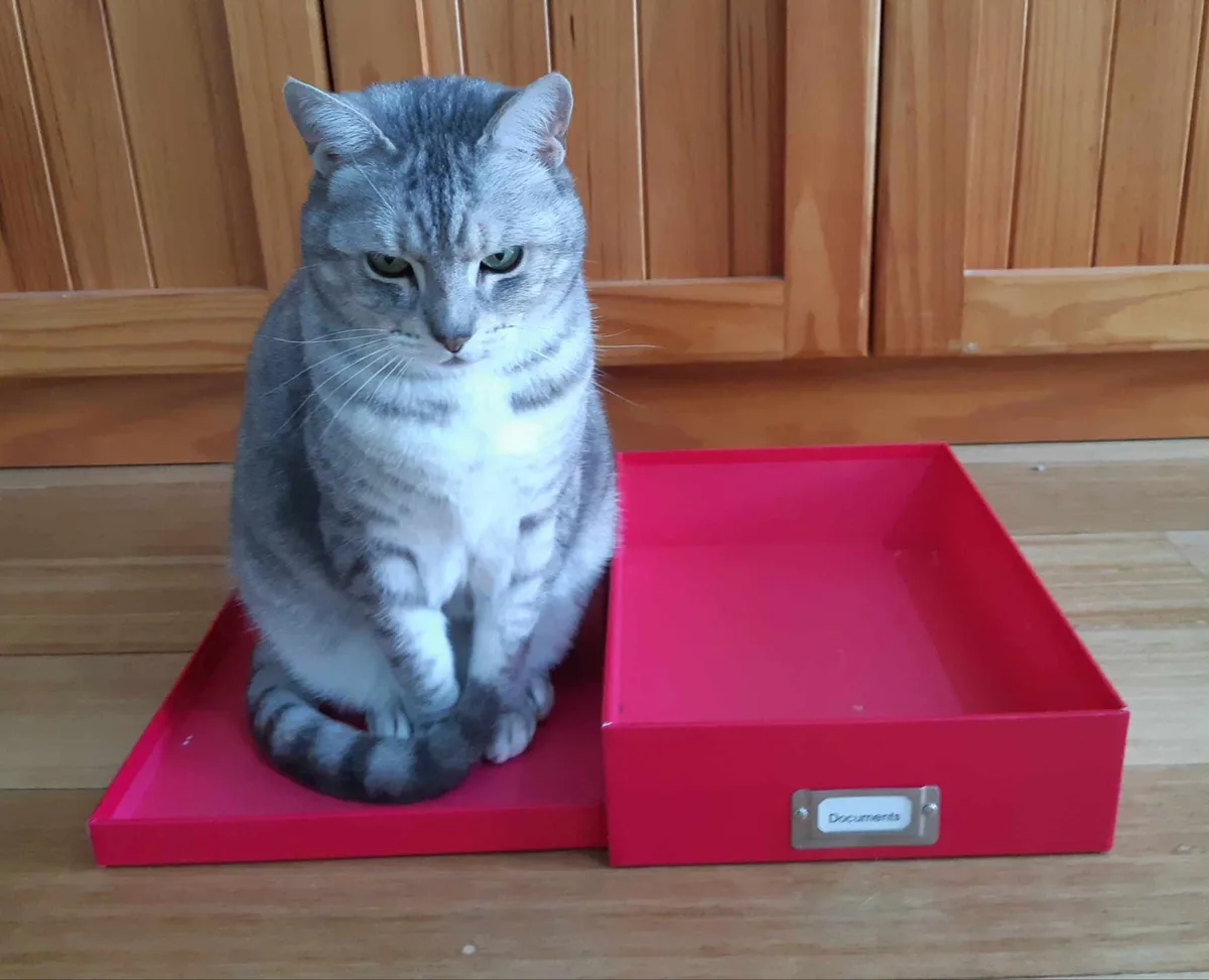 Bella's Favorite Spot: The Perfect Sitting Place