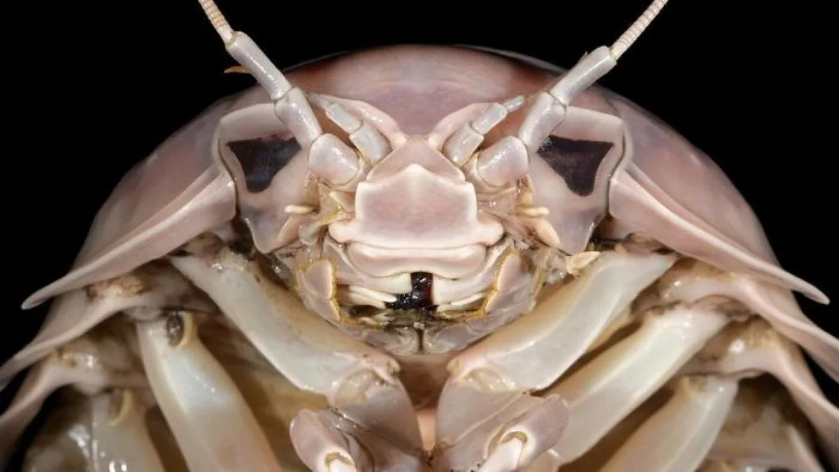 A close-up macro photograph of a pale, translucent isopod (likely a type of woodlouse or pill bug) against a black…