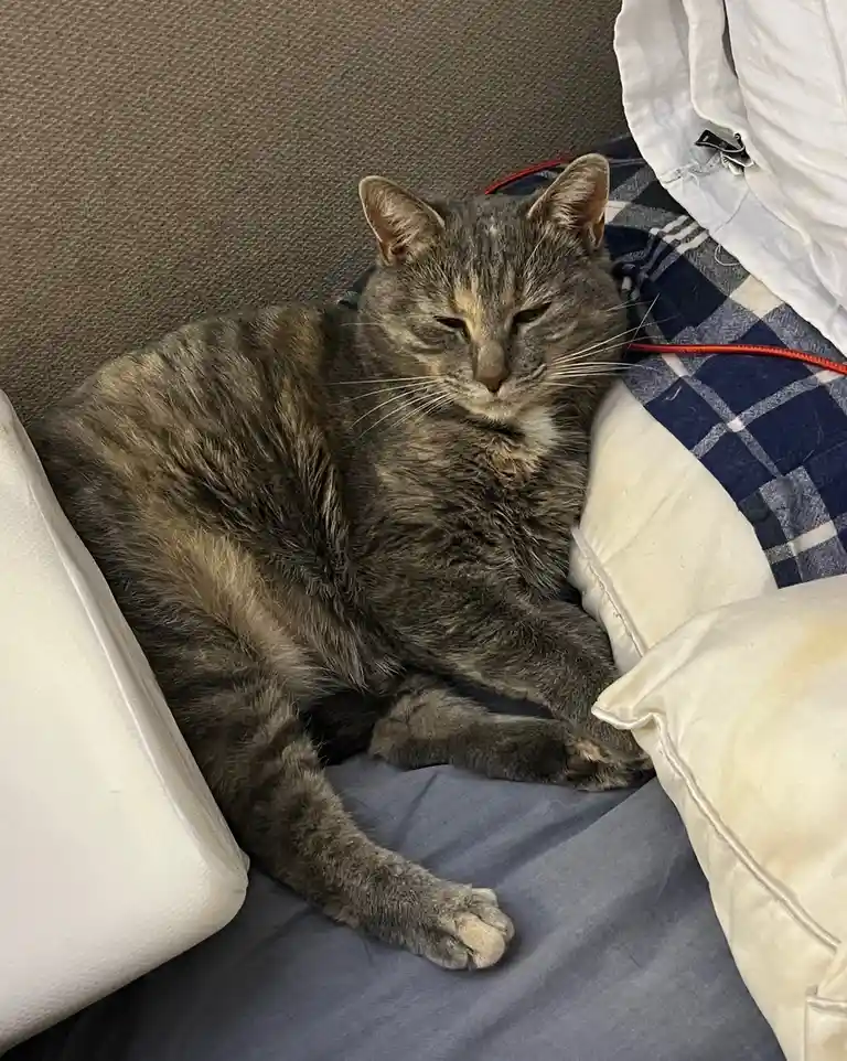 A gray tabby cat with a relaxed, sleepy expression is curled up on a bed surrounded by pillows and a blue plaid blanket. The…