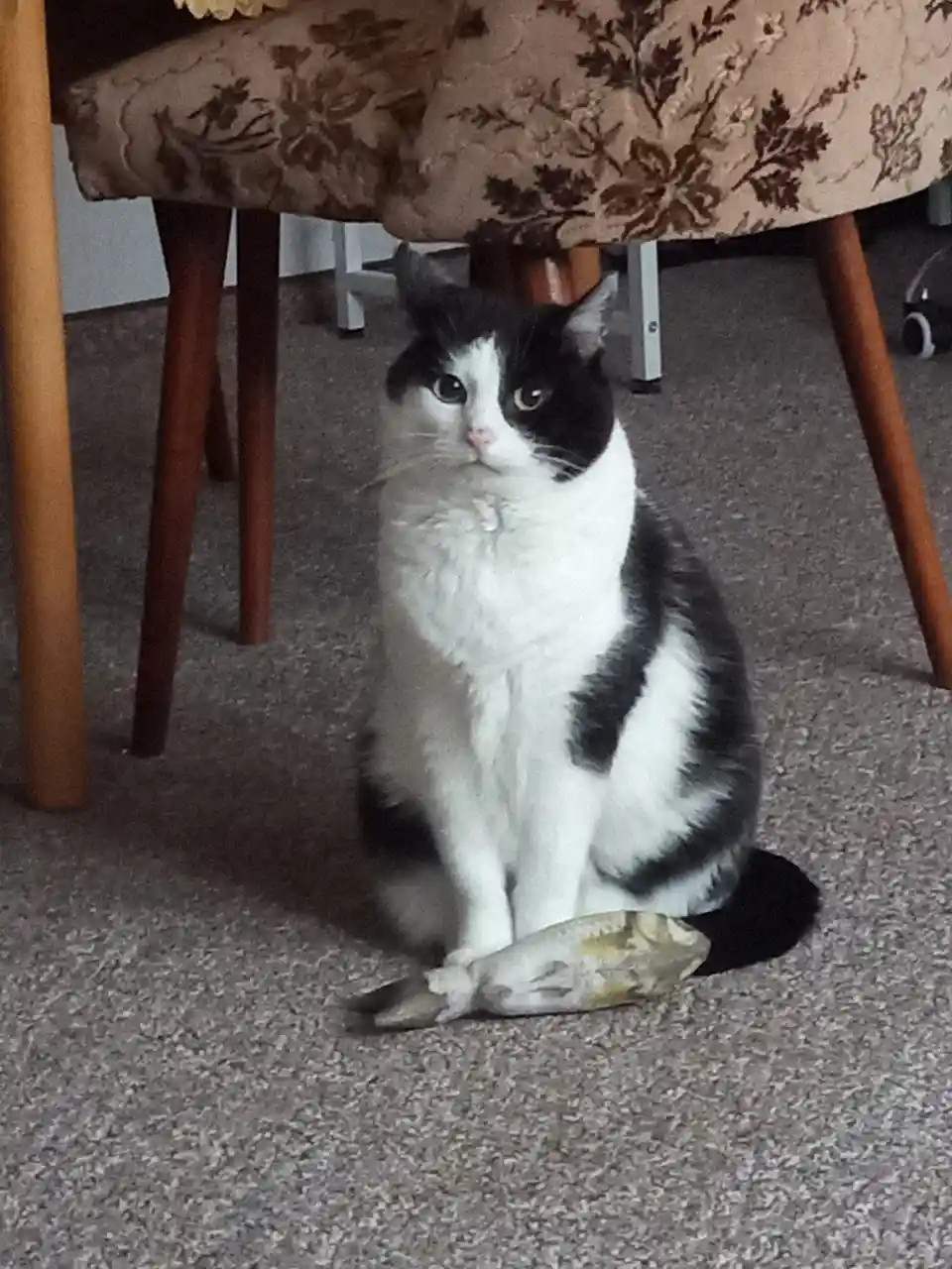 Celebrating Caturday: A Feline Extravaganza