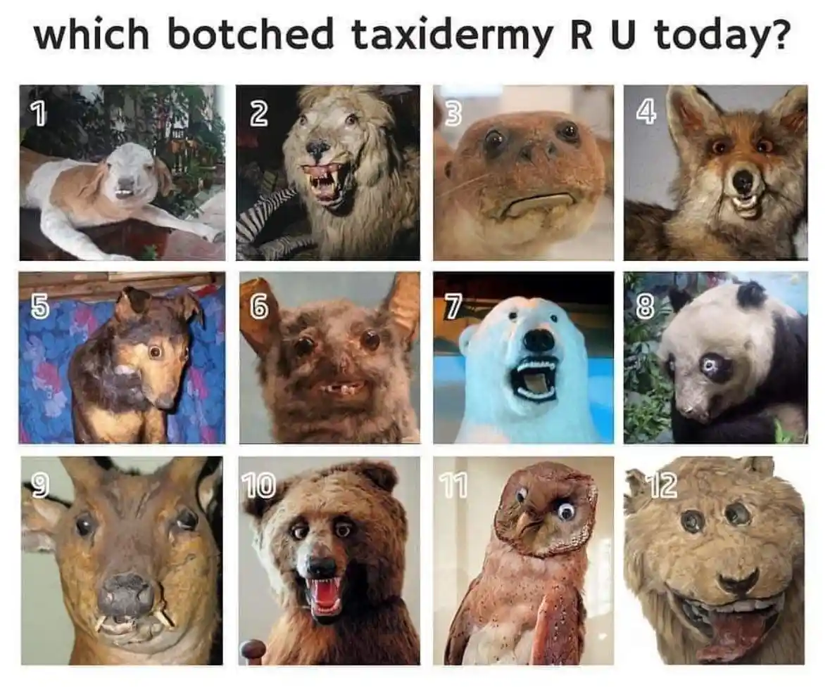 A grid of twelve numbered images displays various animals with visibly poor taxidermy work, including a goat with a…