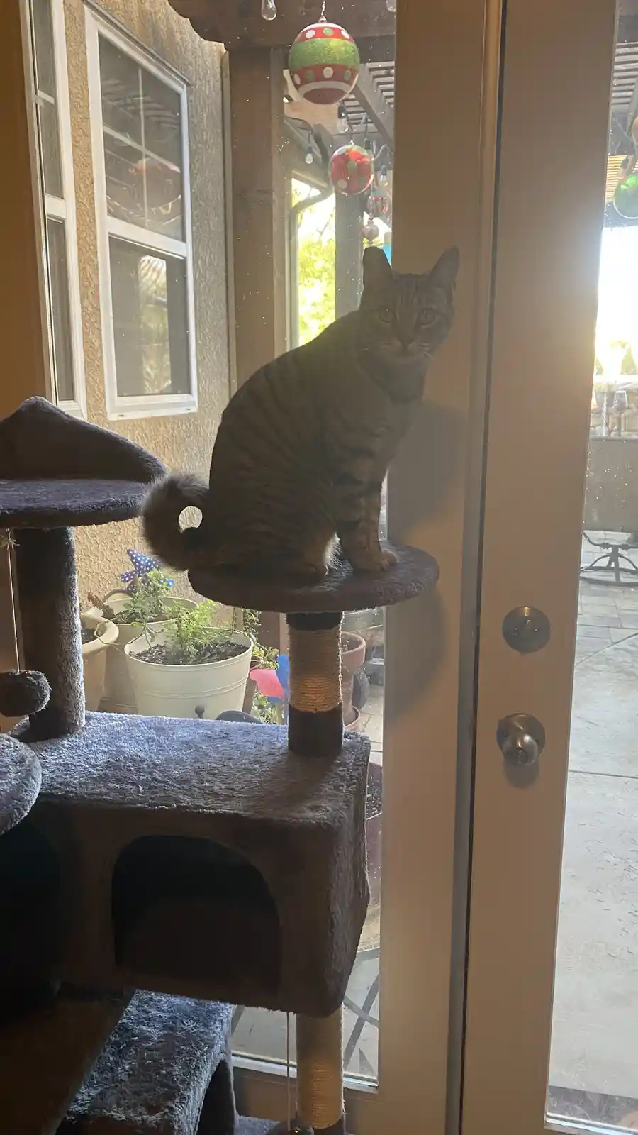 A tabby cat sits upright on a plush cat tree perch positioned next to a glass door, looking directly at the camera with a…