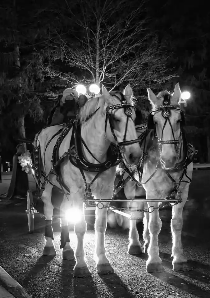 A black-and-white nighttime photo shows two large, white horses harnessed side-by-side to a carriage, standing still on a…