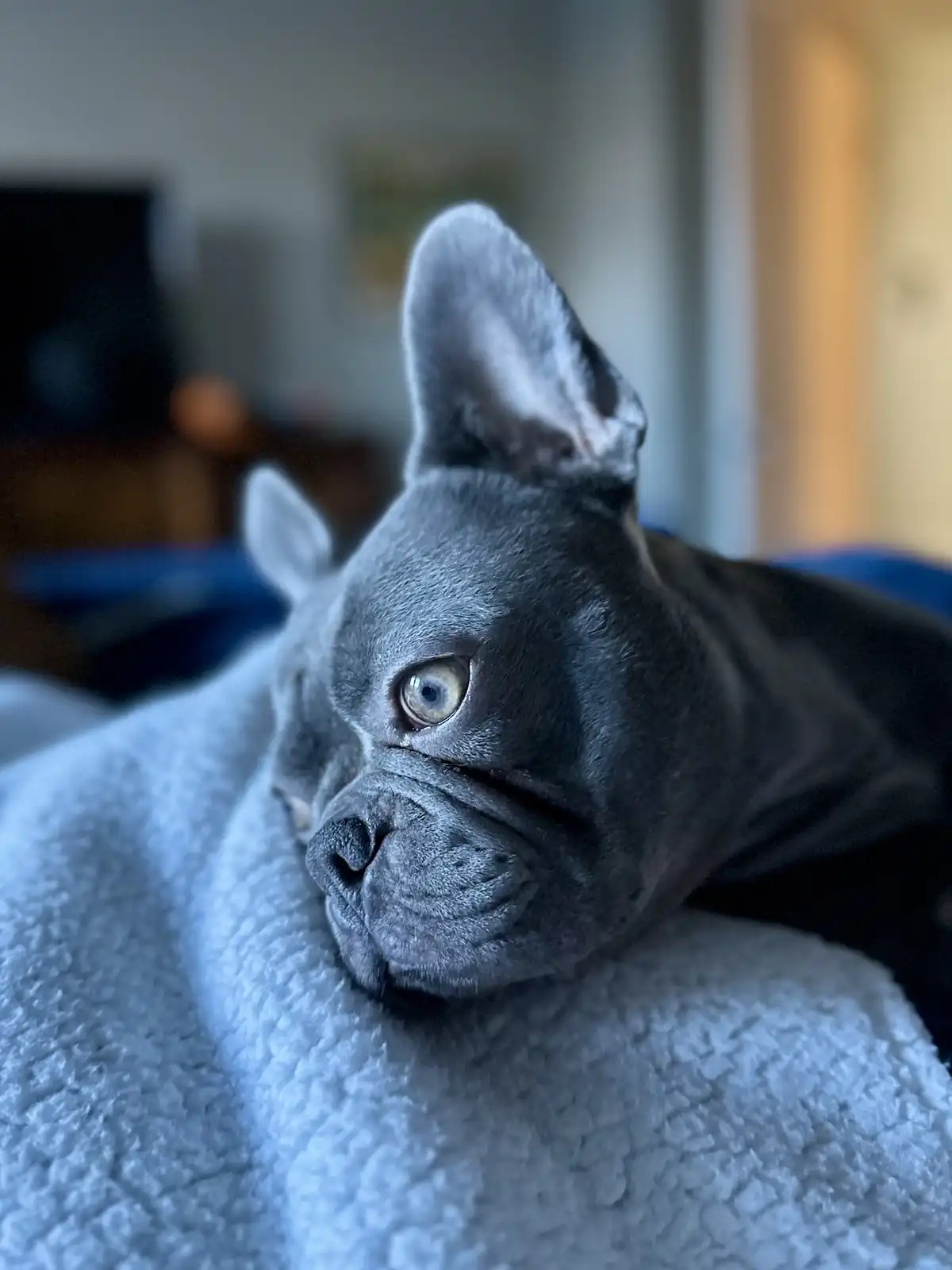 A close-up photo of a grey French bulldog resting its head on a fluffy grey blanket, looking off to the side with one eye…