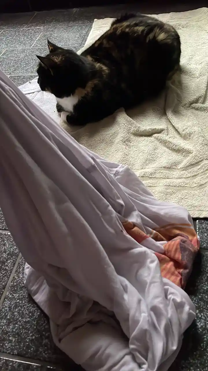 Comparing a Wer shirt with a dry cat for a fun twist