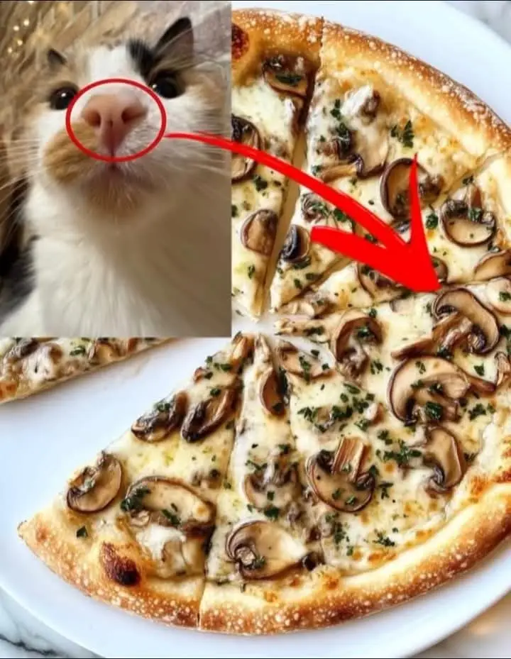 A split image shows a close-up of a cat's face with its pink nose circled in red, and a red arrow pointing from the nose to…
