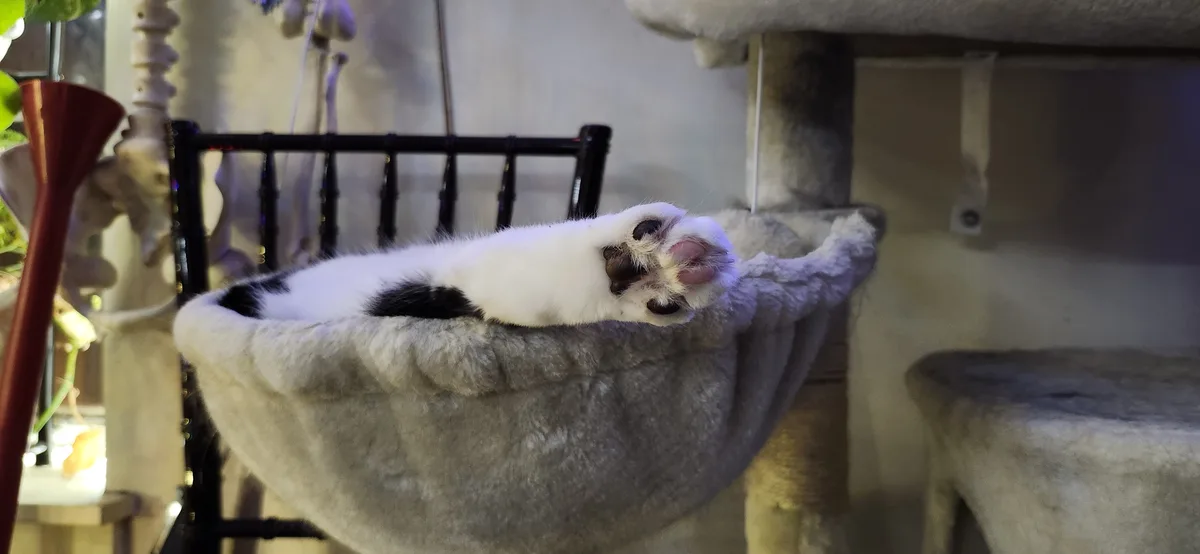 A white and black cat is lying on its back in a gray, fluffy cat bed attached to a cat tree, with its paw upturned and…