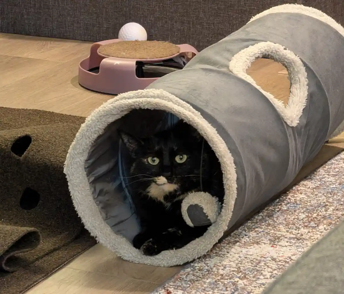 A black cat with green eyes and a white patch on its muzzle sits inside a grey plush cat tunnel, looking directly at the…