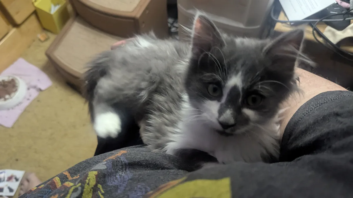 Meet Patches: The Adorable Parking Lot Kitten