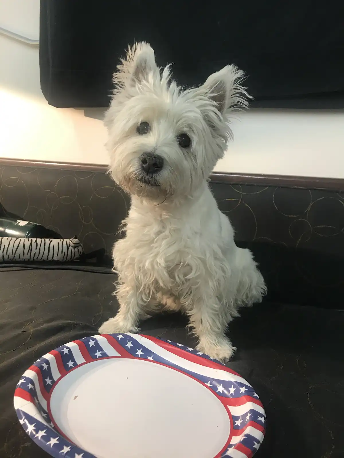 A small, fluffy white West Highland White Terrier sits upright on a dark couch, looking directly at the camera with a…