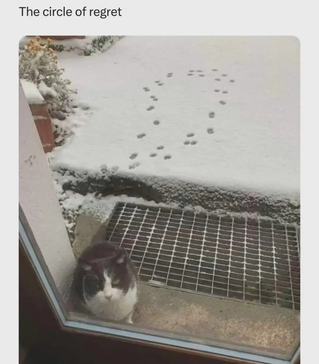A black and white cat sits inside looking out a window at a snowy path where a trail of paw prints forms a circle…