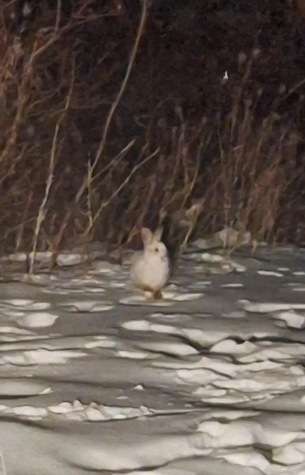 A white rabbit stands on a frozen, cracked surface at night, surrounded by dark, bare branches. The overlaid text reads 'i'm…