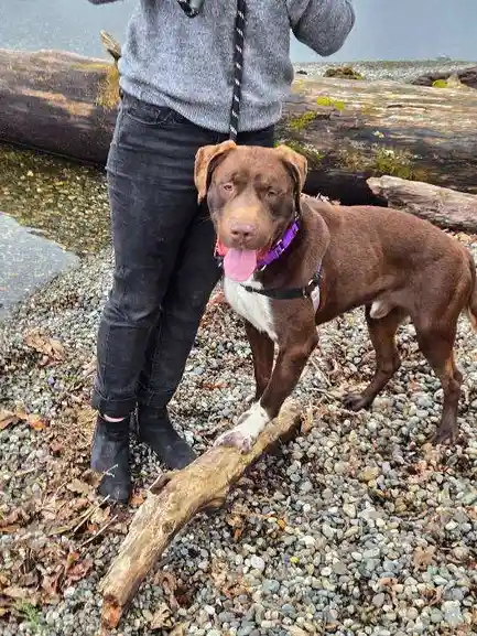 A brown dog with a white chest and a purple collar stands on a pebbly beach next to a person wearing a grey sweater and…