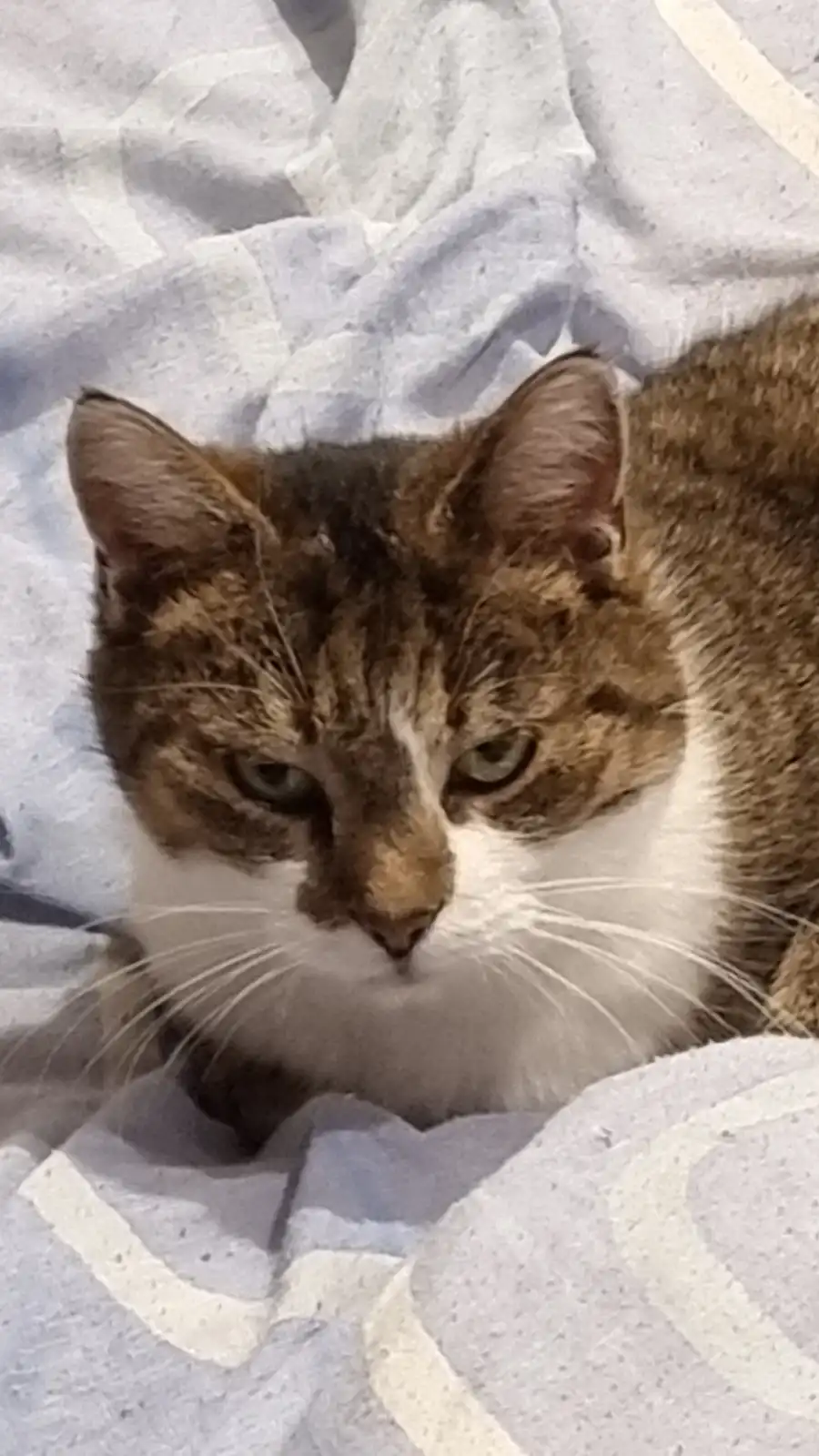A close-up photo of a brown and white tabby cat with a grumpy, unimpressed expression, lying on a light-colored, textured…