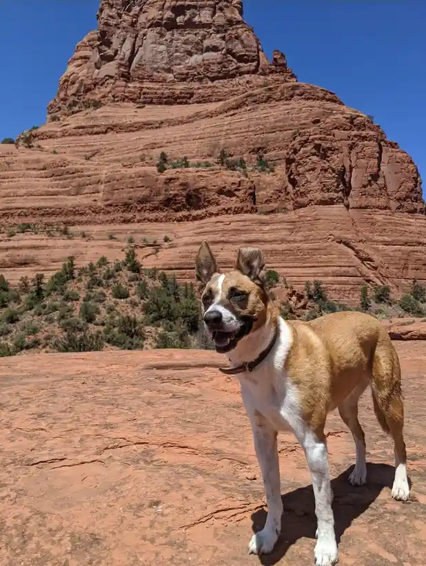 A tan and white dog with perky ears and a black collar stands on red rock terrain, smiling with its mouth open. Behind it…