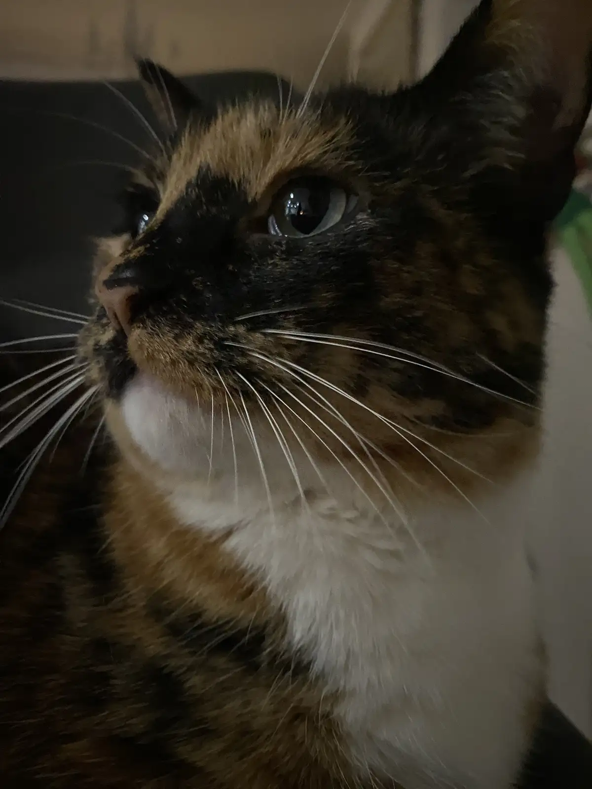A close-up photo of a tortoiseshell cat with black, orange, and white fur, looking upward with wide, expressive eyes. The…