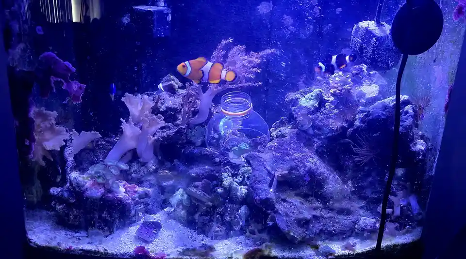 An aquarium with clownfish, coral, and rocks under blue lighting, featuring a glass jar with a fish inside. The overlaid…