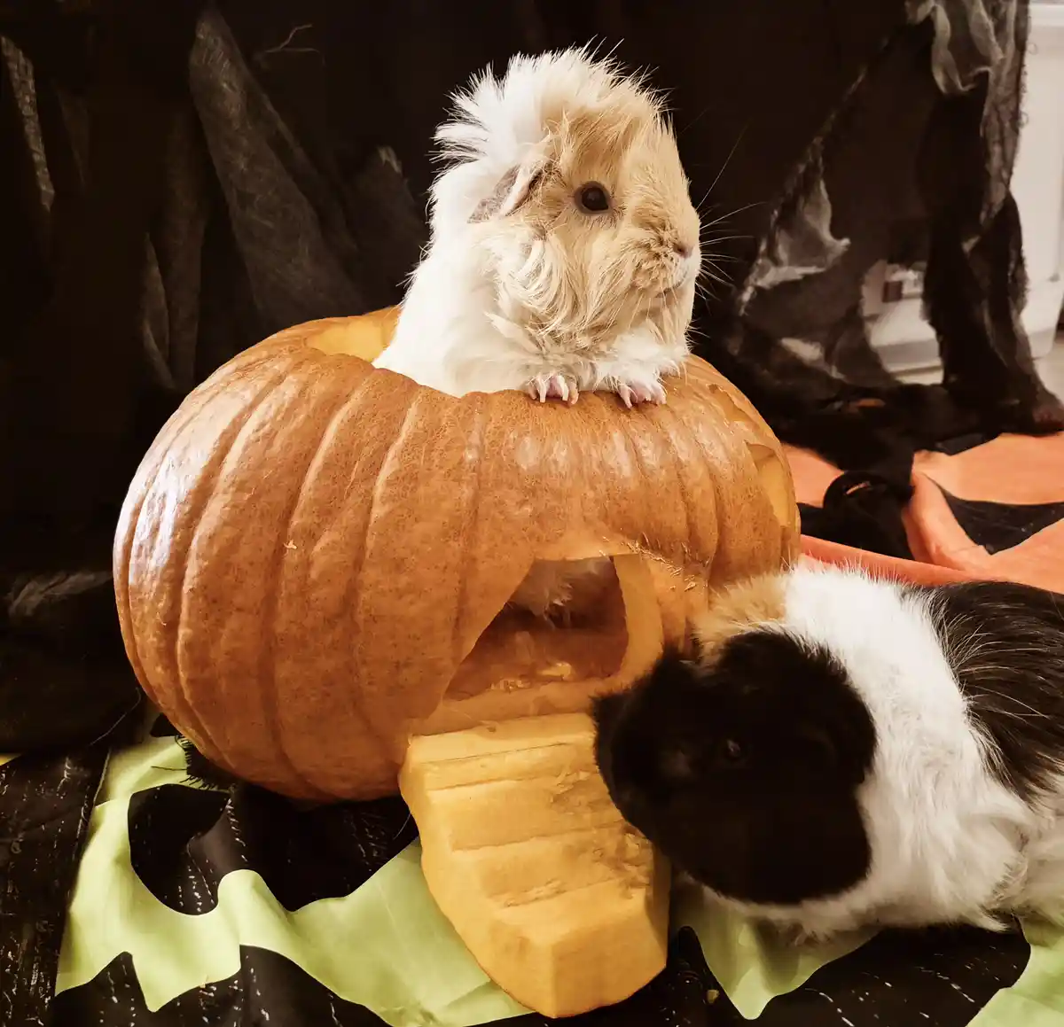 Guinea Pig Halloween: Adorable Costumes for Our Furry Friends!