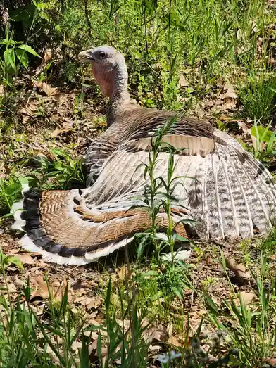 A wild turkey is pictured in a grassy, leafy outdoor setting, its feathers fanned out in a display posture. The bird's head…