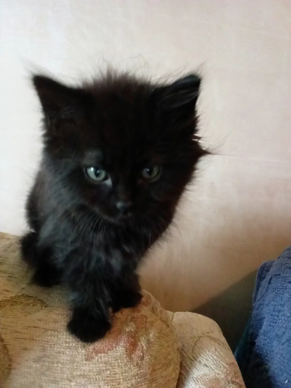 A small, fluffy black kitten with striking green eyes sits on a patterned couch, staring intently forward with a serious…