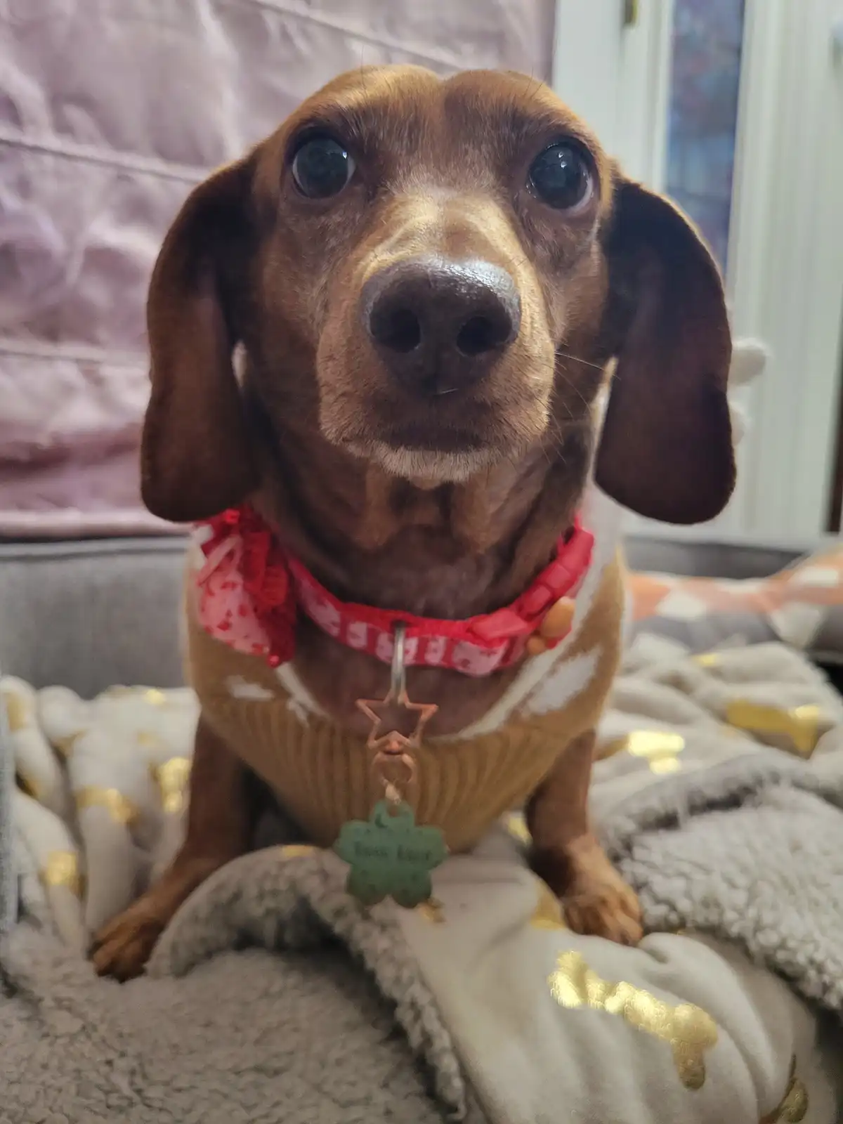 A close-up photo of a brown dachshund wearing a tan sweater and a red collar with a star-shaped tag, sitting on a blanket…