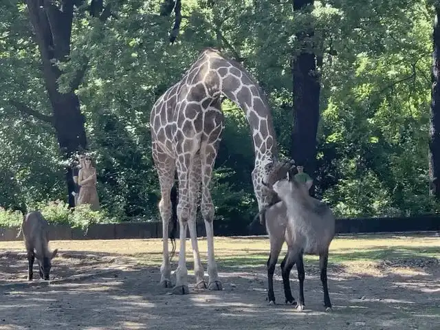 A sequence of six photos shows a giraffe and a goat interacting in a zoo enclosure. The giraffe leans down, and the goat…