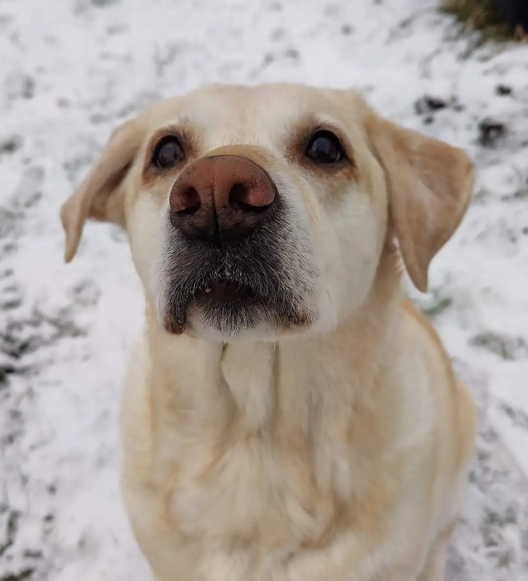 A close-up photo of a light-colored Labrador Retriever looking up with wide, pleading eyes, set against a snowy background…