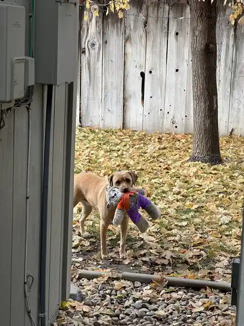 A tan dog stands in a backyard covered in fallen autumn leaves, holding a stuffed animal toy in its mouth. The toy is a grey…