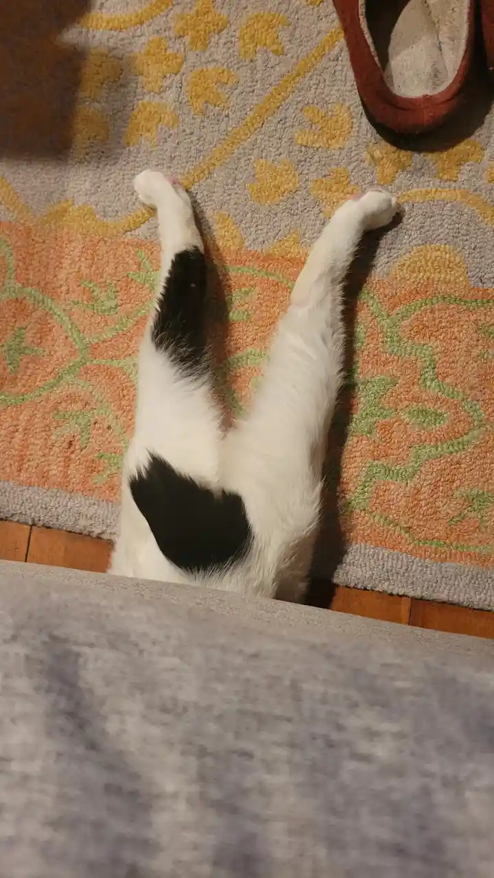 It's My Cake Day! Celebrating with a Picture of My Cat!