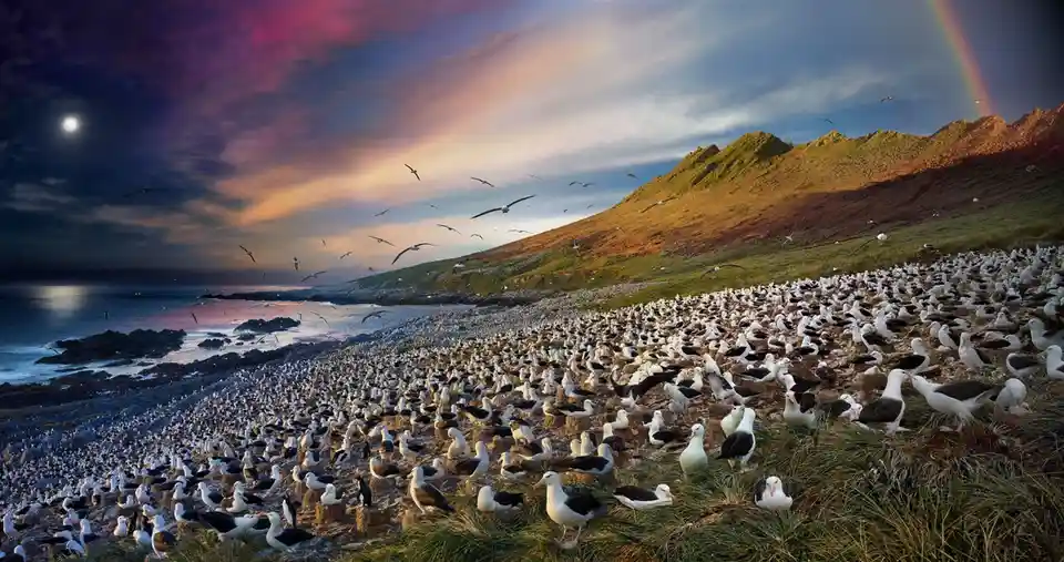 A Day in the Life: Panoramic Views of These Birds