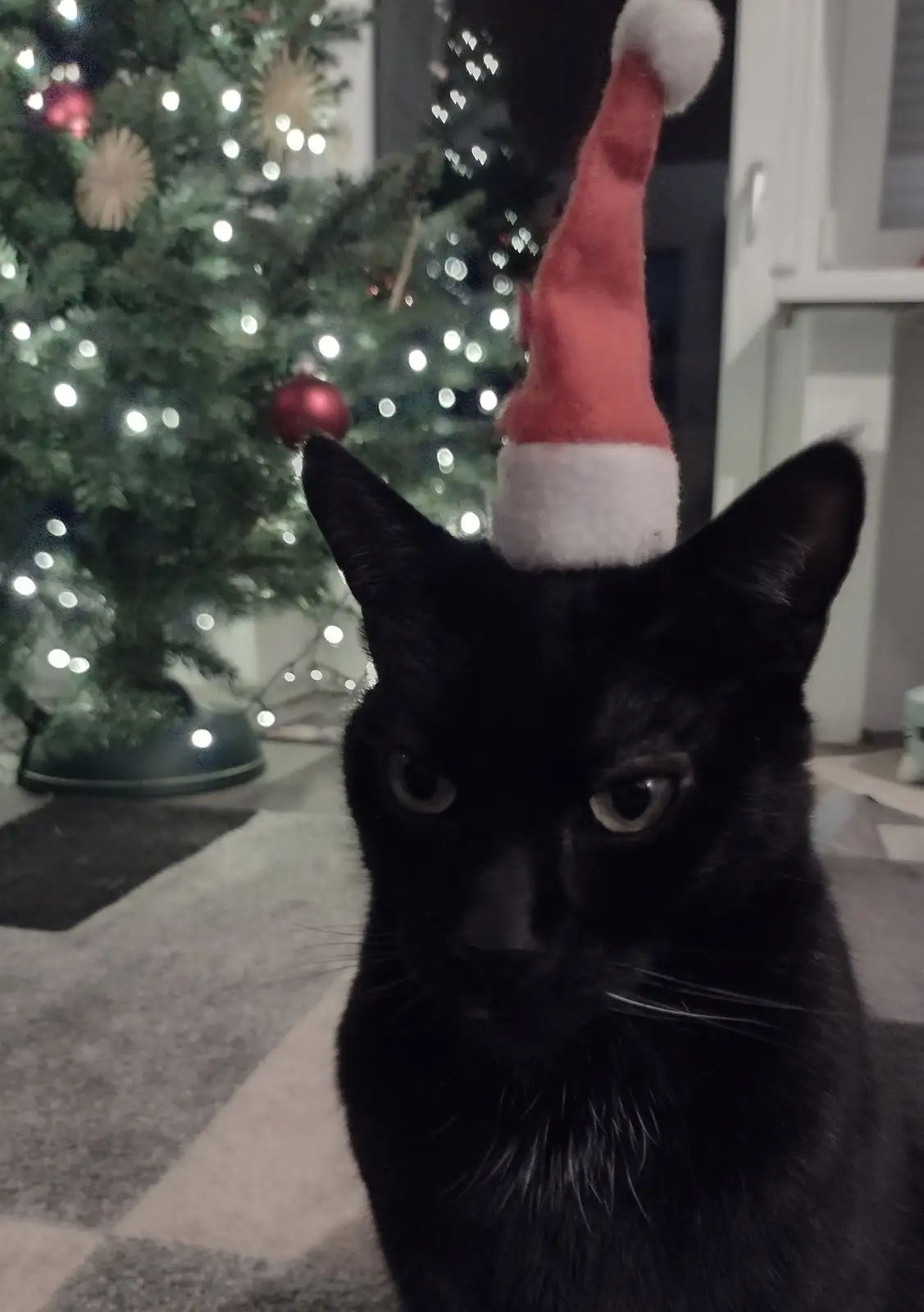 Wishing You a Merry Catmas, You Filthy Animals!