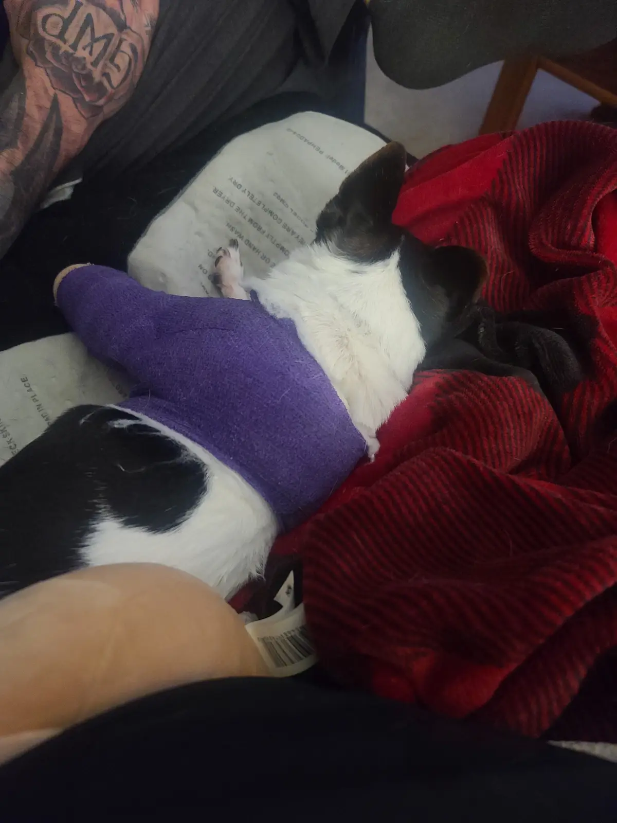 A small black and white dog is sleeping curled up on a person's lap, with its front leg wrapped in a purple cast. The dog is…