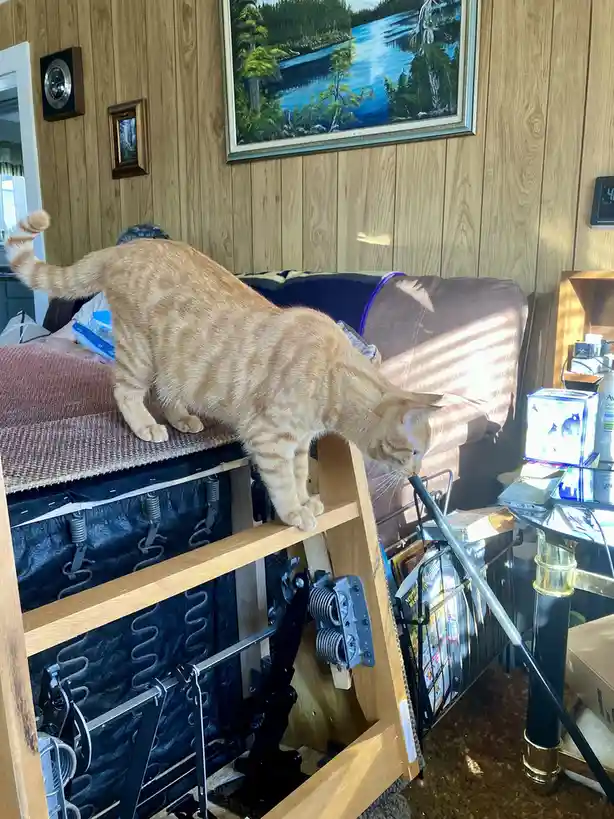 An orange tabby cat is standing on a raised wooden platform attached to a recliner, leaning over to sniff a black metal…