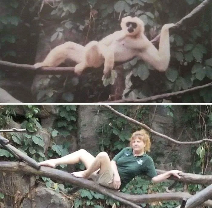 The image is a two-panel meme. The top panel shows a light-furred gibbon monkey lounging on a tree branch with its arms and…