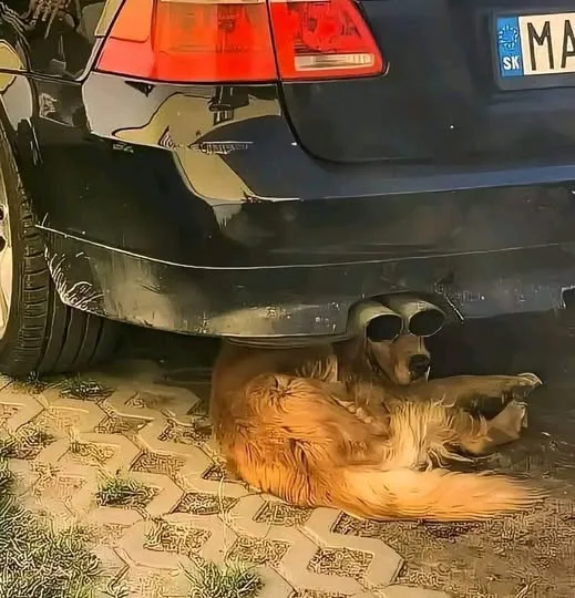 a golden retriever is lying on a patterned stone pavement directly under the rear bumper of a black car, wearing a pair of…
