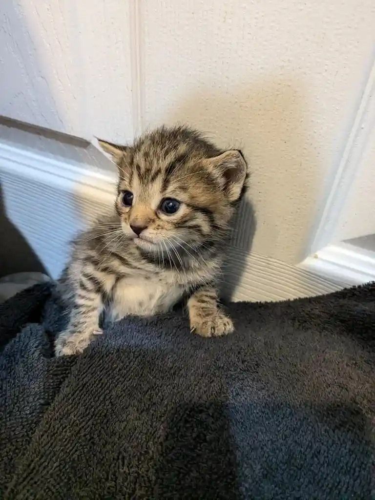 A small tabby kitten with wide, innocent eyes sits on a dark towel against a white wall, looking slightly upward. The…