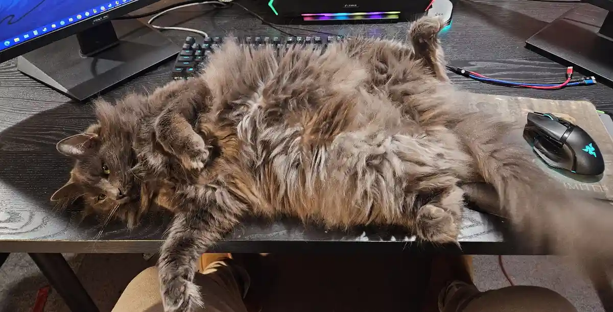 Yzma is in desperate need of some affectionate scritches!