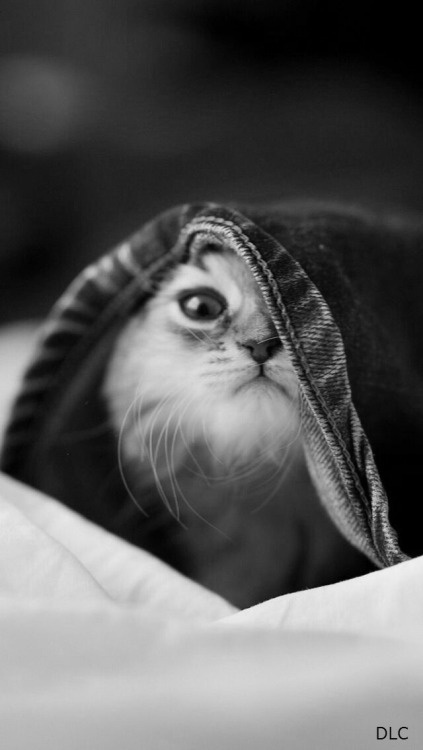 A black and white photo of a cat peeking out from under a dark blanket or hood, with one large, expressive eye visible and…