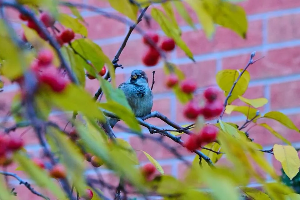 A small bird, likely a sparrow, is perched on a branch among out-of-focus red berries and yellow-green leaves, with a red…