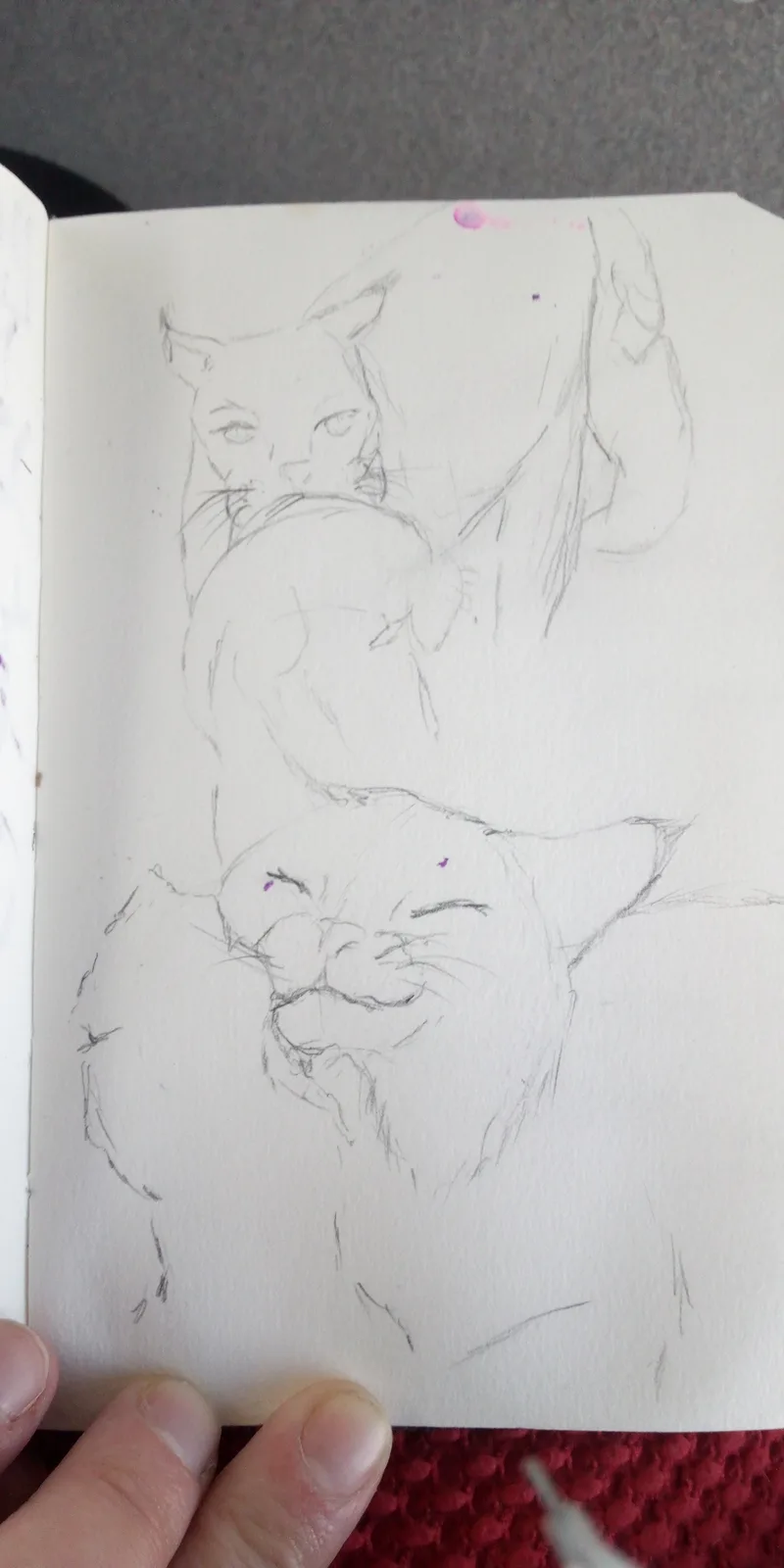 A hand holds open a sketchbook showing two pencil drawings of cats; the top one has a stern, human-like face, while the…