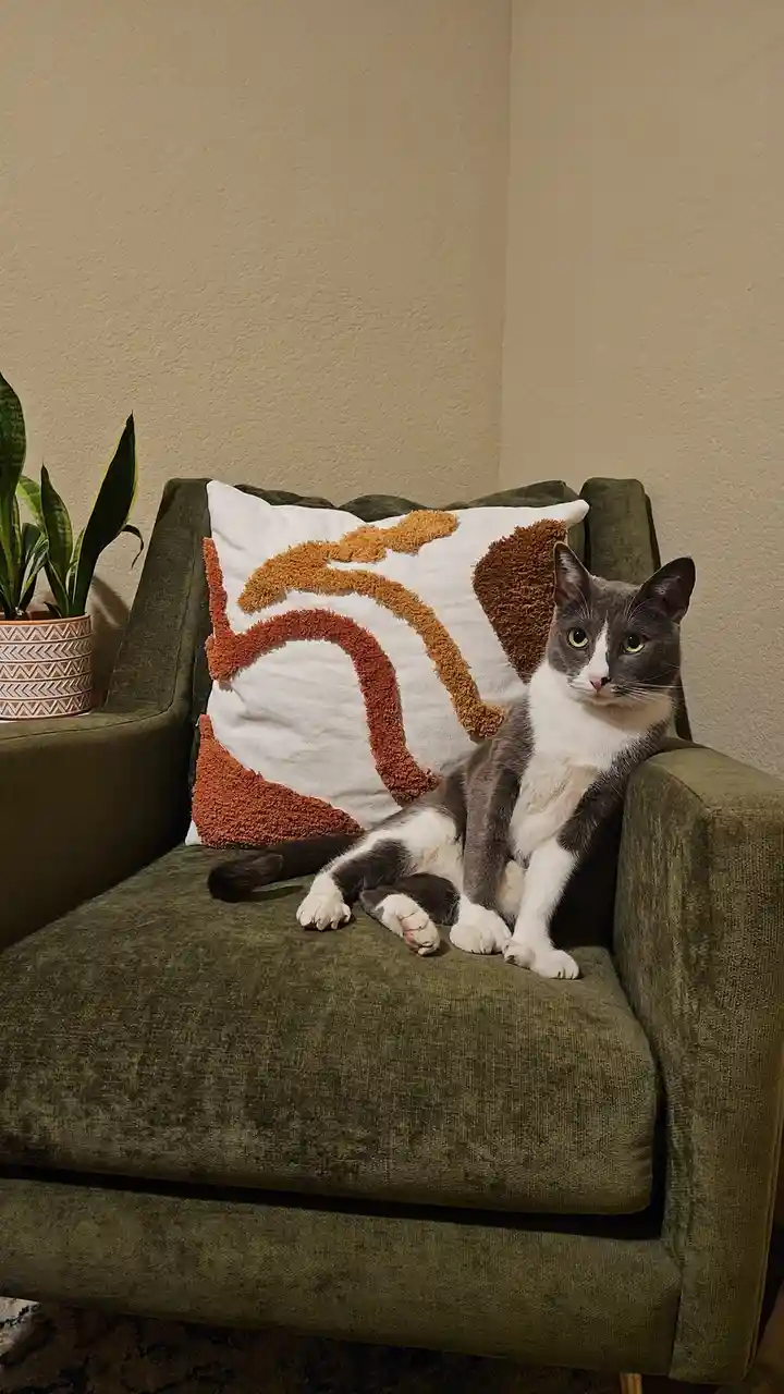 A gray and white cat sits regally on a green armchair, looking directly at the camera with a serious expression. Behind it…