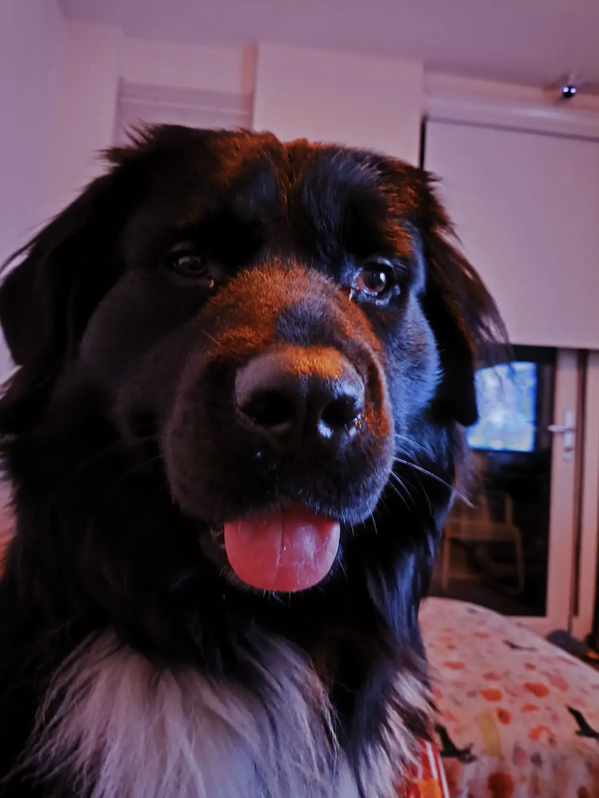 A close-up photo of a large, fluffy black and tan dog with its tongue out, looking directly at the camera. The dog is…