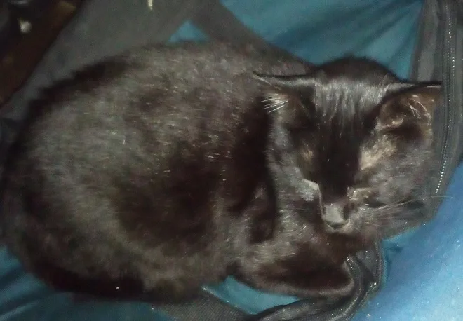 A black cat is curled up and sleeping soundly inside a blue fabric bag or backpack, its eyes closed and body relaxed. The…