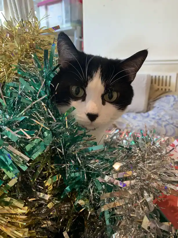 A black-and-white cat with wide, startled eyes peers out from behind a tangle of shiny green, gold, and silver tinsel. The…