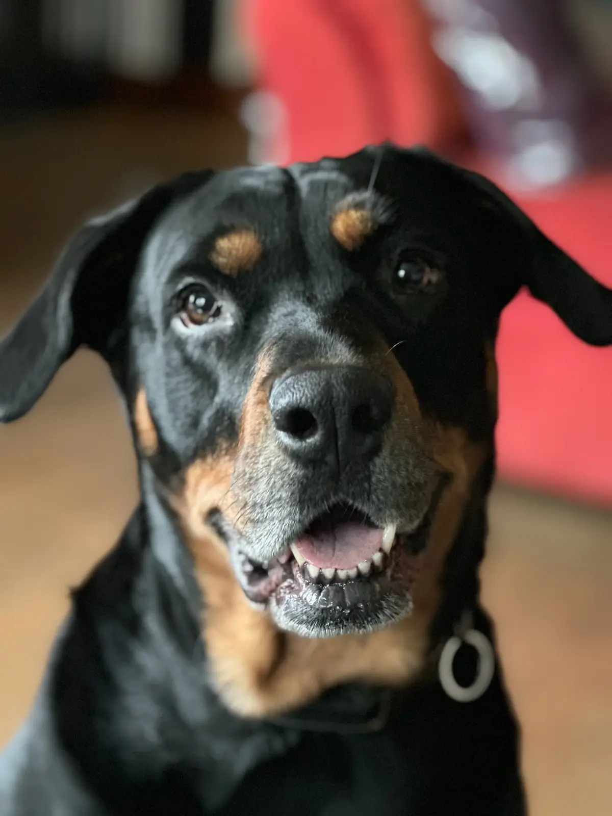 A close-up photo of a black and tan Rottweiler looking directly at the camera with its mouth slightly open, showing its…
