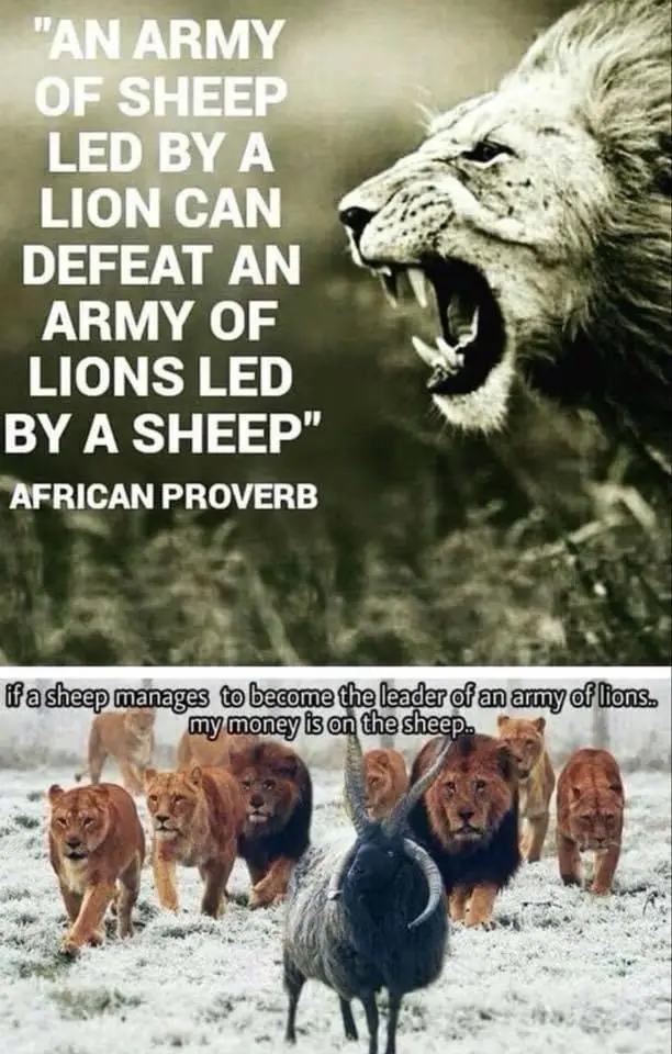 The image is split into two parts. The top shows a roaring lion with text claiming it's an African proverb: 'AN ARMY OF…