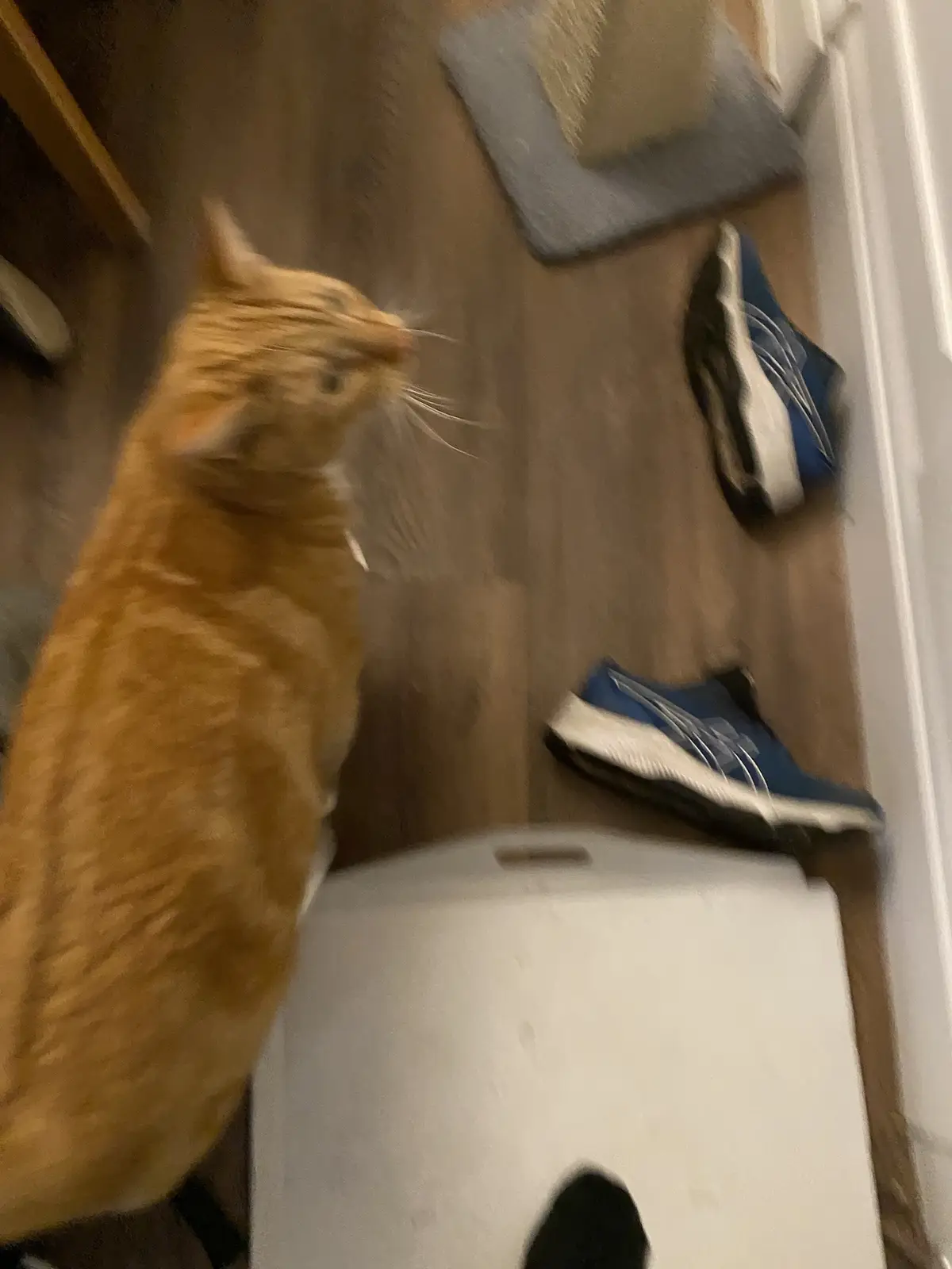 A blurry, low-angle photo shows an orange tabby cat standing on a white surface, looking upward with motion blur. Nearby on…
